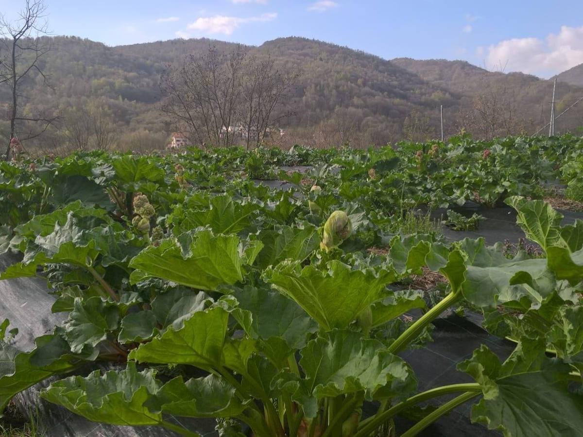 Aronica Maria Luisa, Uva&nbsp;Ramà