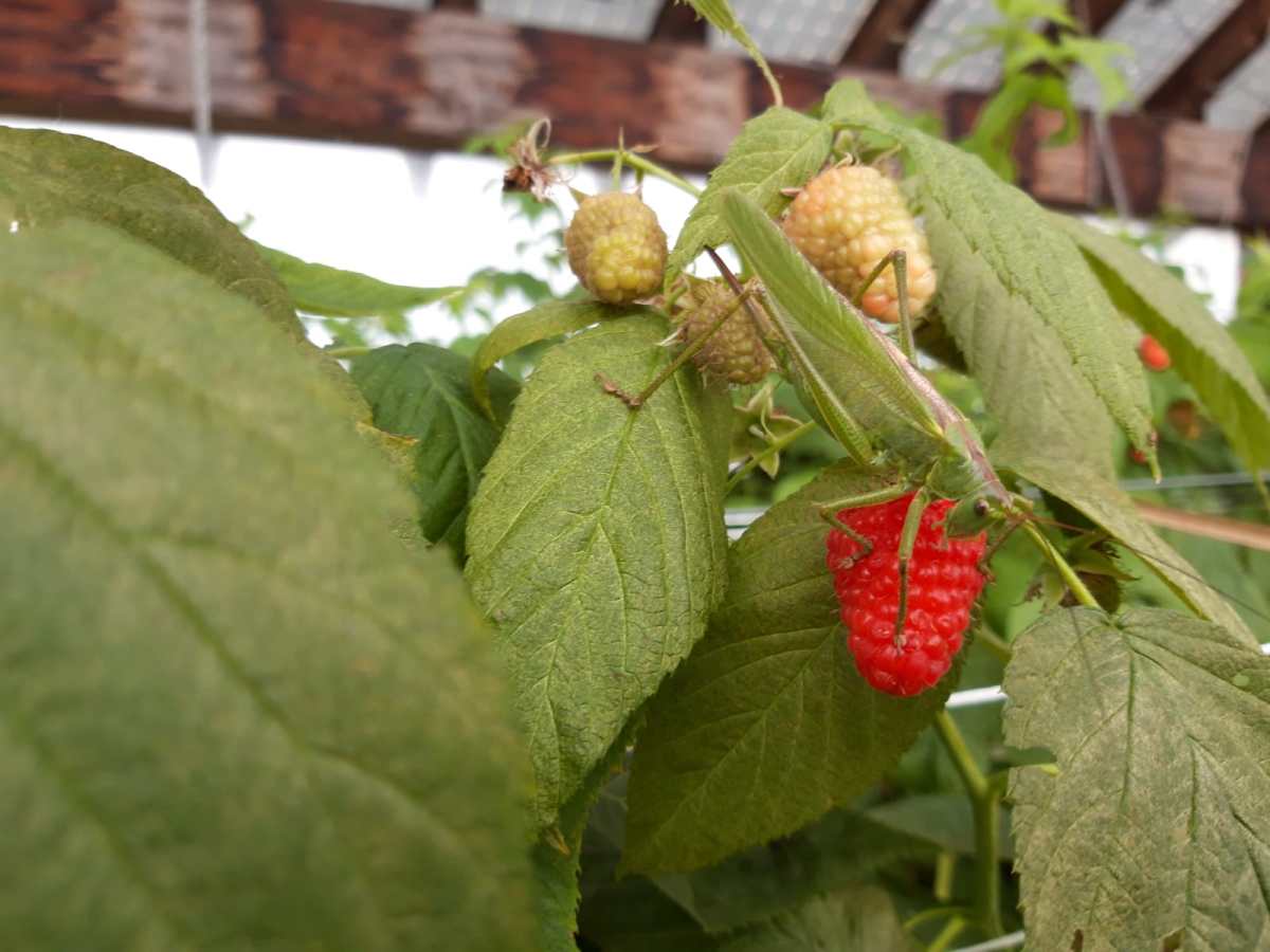 Sono arrivate le&nbsp;cavallette